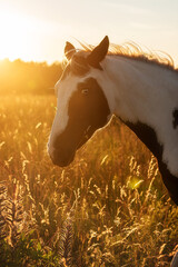 Portrait of American paint horse at sunset 