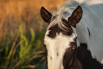 Portrait of American paint horse