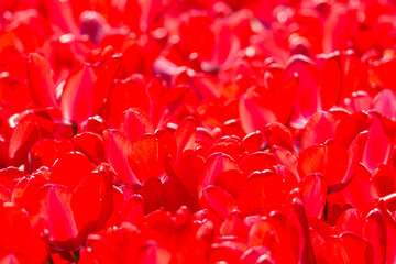 Blooming colorful red tulips flowerbed in public flower garden Selective focus. Nature flowers background