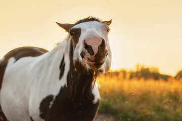 Funny american paint horse smiling