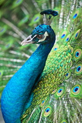 A male peacock shows off his feathered whee