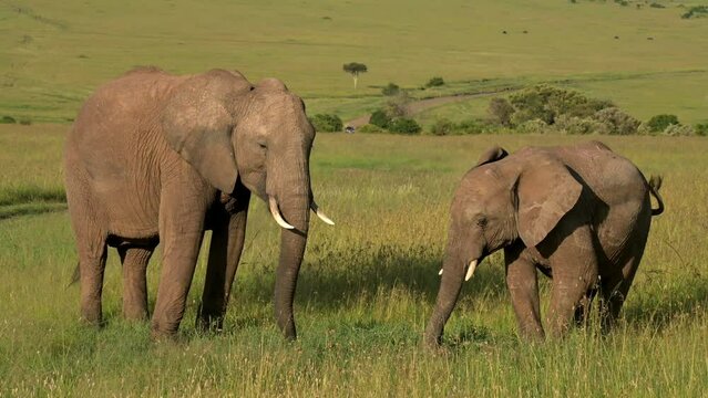 Elefantenmutter mit Baby in Kenia, Afrika