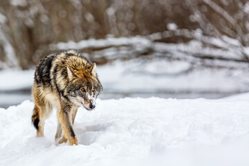 Timber wolf in snowy winter forest. Wild life landscape. European wolf Canis Lupus in natural habitat.