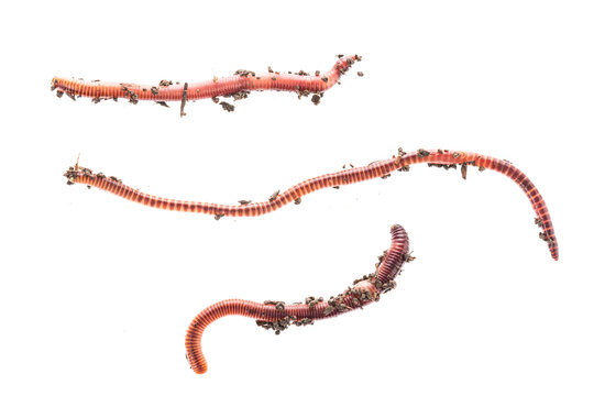 Fishing Live Bait Red Worm Dendrobena Stock Photo - Download Image