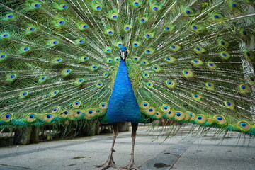 A male peacock shows off his feathered whee