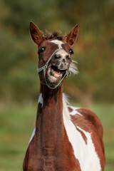 Portrait of funny foal yawning