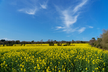 Champ de colza doré s'étend sous un ciel bleu azur, offrant une toile naturelle éblouissante.