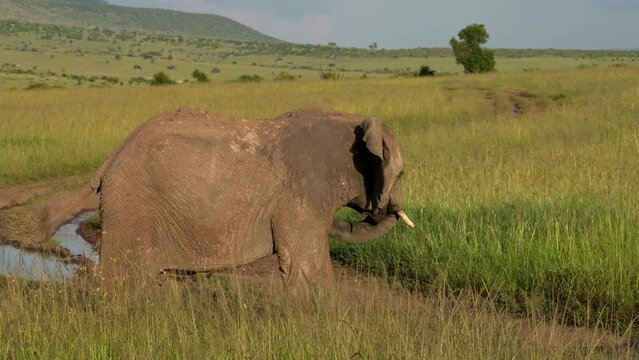 Elefantenmutter mit Baby in Kenia, Afrika