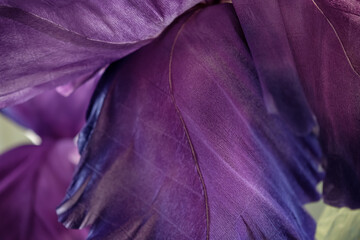Artificial Crepe Paper Flowers. Big Petals of Iris Flower. Purple Background. Selective Focus.