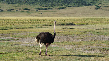 ostrich Ngorongoro crater national park Africa Tanzania