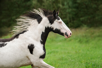 Beautiful overo paint horse running in summer