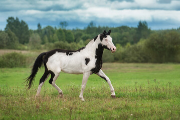 Beautiful overo paint horse running in the field in summer