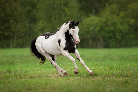 Beautiful overo paint horse running in the field in summer
