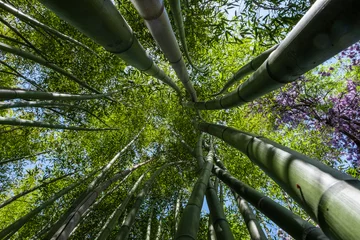 Deurstickers Bambus © Michael