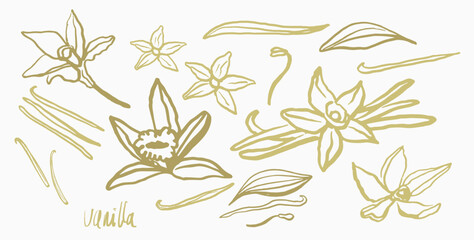 Isolated vector set of vanilla. Vanilla sticks, vanilla flower and pods. Aroma, food. Hand drawn. Vector hand drawn illustration of orchid Flower and pods on isolated background.