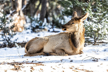 An elk resting on the ground in a winter wonderland