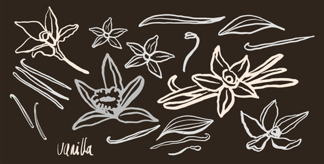 Isolated vector set of vanilla. Monichrome. Vanilla sticks, vanilla flower and pods. Aroma, food. Hand drawn. Vector hand drawn illustration of orchid Flower and pods on isolated background.
