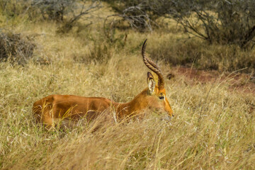 impala in kruger national park
