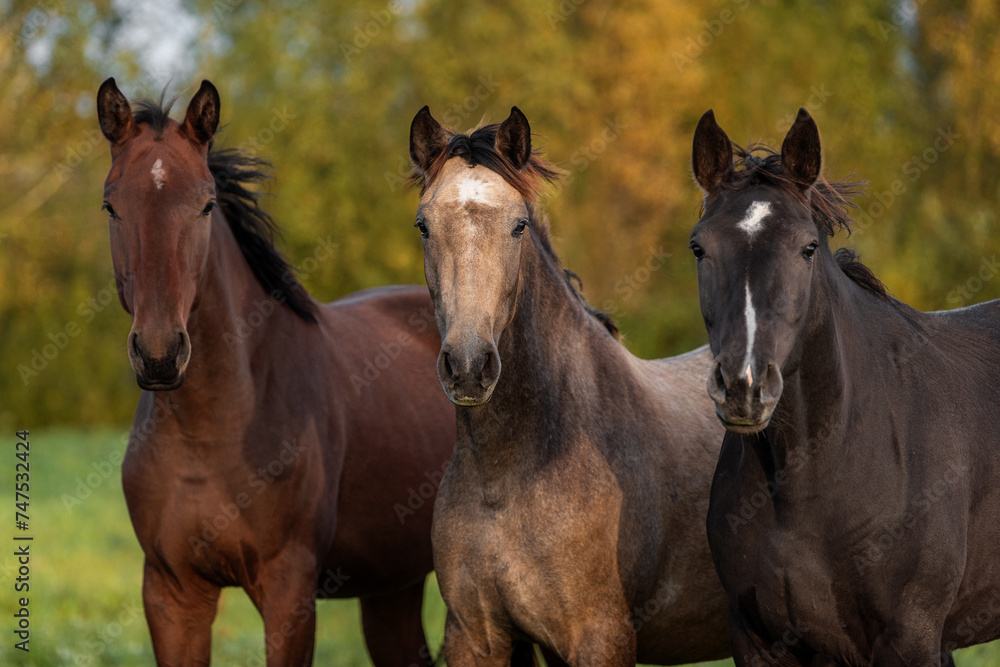 Wall mural Three young horses standing together