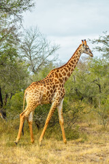 giraffe in the savannah, kruger national park, south africa