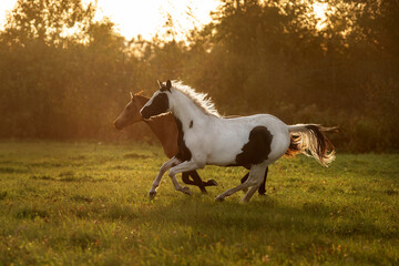 American paint horses running in the field on autumn morning