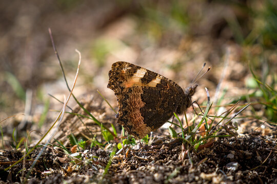 small tortoiseshell, aglais urticae, in the first sunshine at a spring day