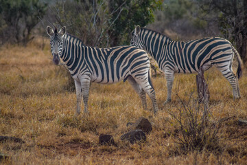 Fototapeta na wymiar zebra in the savannah, kruger national park, south africa
