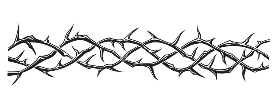 black crown of thorns image isolated on white background