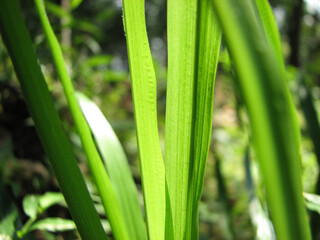 Bright foliage in sunlight