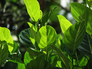 Jackfruit tree leaves in sunlight