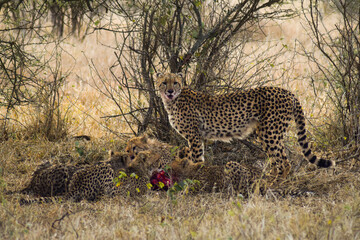 cheetah and cubs in the wild, south africa