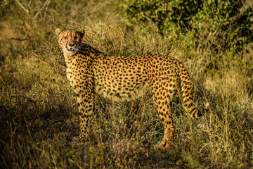 cheetah and cubs in the wild, south africa