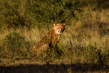 cheetah and cubs in the wild, south africa