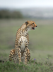 female cheetah sitting watching her prey in the savannah