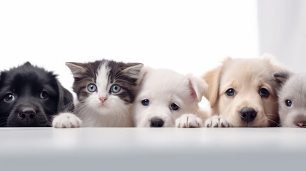 Funny happy dogs and cats peeking over blank white web banner or social media cover with paws hanging over