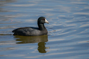 American Coot swimming in lake