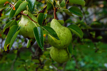 Pear Tree in Orchard