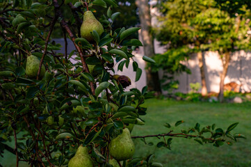 Pear Tree in Garden