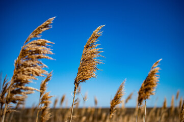 Reed Grass Blowing in the Wind with Blue Sky Background 