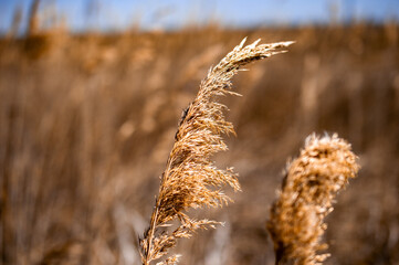 Reed Grass Blowing in the Wind with Blue Sky Background 