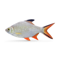 Tinfoil Barb Fish