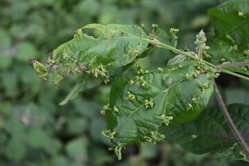 A view of wild leaves with a lot of leaf blisters caused by blister mites