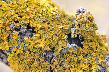 The lichen Xanthoria parietina grows on the bark of a tree.
