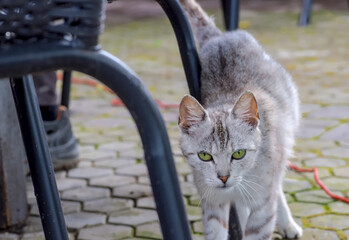 Pod stołem chodzi mały, szary kot z zielonymi oczami.Kot zielonymi oczami zaciekawiony patrzy w obiektyw aparatu. - obrazy, fototapety, plakaty