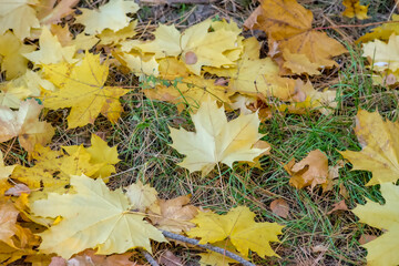 Liście klonu w złotych kolorach leżące na trawie. Październikowe popołudnie - złote jesienne liście spadłe z drzew. - obrazy, fototapety, plakaty
