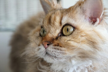 Selkirk Rex cat looking towards the light, half-sitting on the window