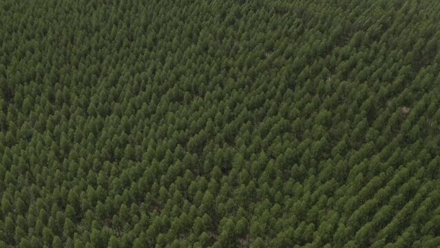 drone flight over lush eucalyptus plantation