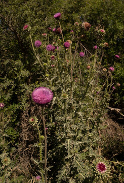 Botany. View of tall thistles, Cirsium vulgare purple flowers and green leaves foliage, blooming in the field.	
