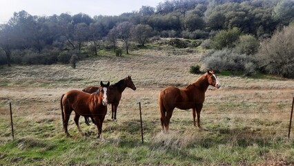 horses in the field