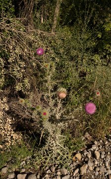 Botany. View of tall thistles, Cirsium vulgare purple flowers and green leaves foliage, blooming in the field.